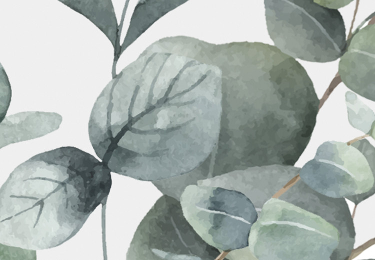 Obraz Liście eukaliptusa - pejzaż z motywem botanicznym na białym tle 137217 additionalImage 4
