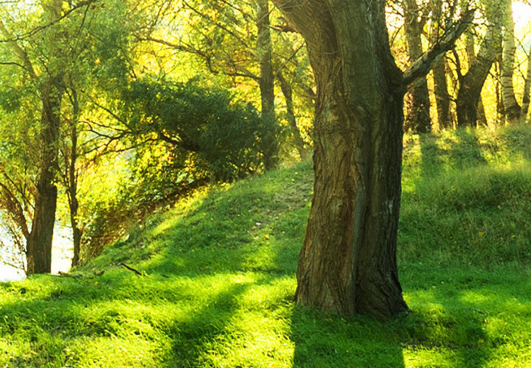 Obraz w kształcie koła Słoneczny las - zdjęcie drzew oświetlonych letnimi promieniami 148717 additionalImage 3