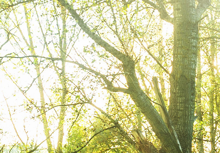 Obraz w kształcie koła Słoneczny las - zdjęcie drzew oświetlonych letnimi promieniami 148717 additionalImage 4