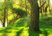 Obraz w kształcie koła Słoneczny las - zdjęcie drzew oświetlonych letnimi promieniami 148717 additionalThumb 3