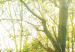 Obraz w kształcie koła Słoneczny las - zdjęcie drzew oświetlonych letnimi promieniami 148717 additionalThumb 4