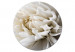 Obraz koło Biały kwiat - rozwinięty pąk w ciepłym kremowym świetle 148737