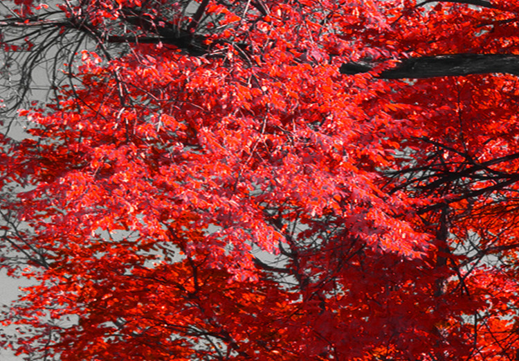 Obraz Jesień w parku (5-częściowy) szeroki czerwony 122767 additionalImage 4