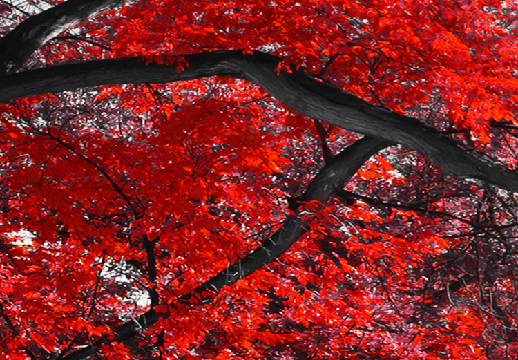 Obraz Jesień w parku (5-częściowy) szeroki czerwony 122767 additionalImage 5
