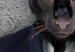 Obraz w kształcie koła Czarna pantera - piękny kot w czarnym garniturze na szarym tle 148767 additionalThumb 2