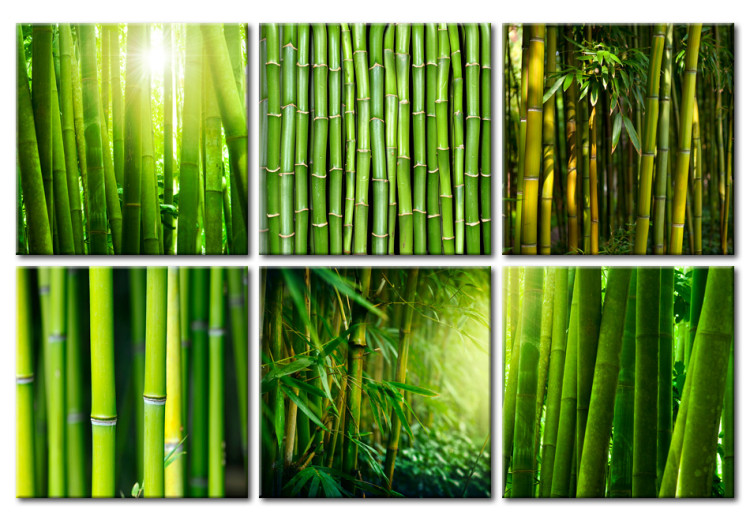 Obraz Bambus w kilku odsłonach 58808