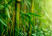 Obraz Bambus w kilku odsłonach 58808 additionalThumb 4