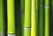 Obraz Bambus w kilku odsłonach 58808 additionalThumb 5