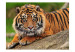 Fototapeta Majestat natury - spokojny leżący pomarańczowy tygrys sumatrzański 61338 additionalThumb 1