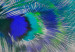 Fototapeta Egzotyczny motyw - niebieskie pawie pióra na szarym betonowym tle 134948 additionalThumb 3