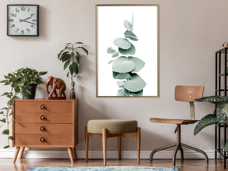 Plakat Eukaliptus - zielona gałązka rośliny na białym tle 146148 additionalImage 14