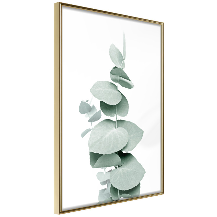 Plakat Eukaliptus - zielona gałązka rośliny na białym tle 146148 additionalImage 5