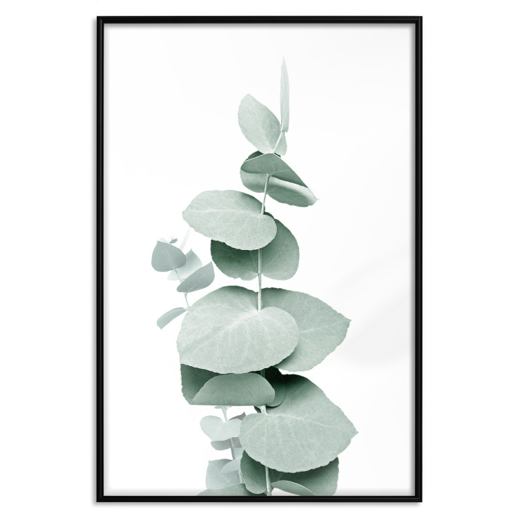 Plakat Eukaliptus - zielona gałązka rośliny na białym tle 146148 additionalImage 22