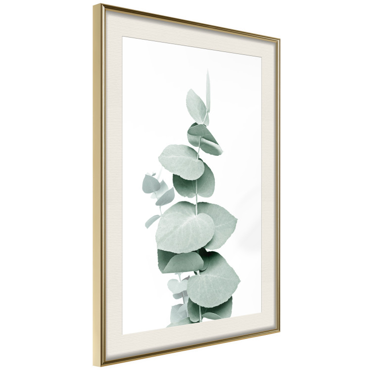 Plakat Eukaliptus - zielona gałązka rośliny na białym tle 146148 additionalImage 10