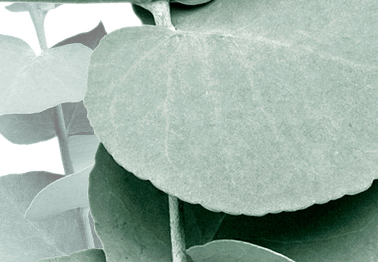 Plakat Eukaliptus - zielona gałązka rośliny na białym tle 146148 additionalImage 2