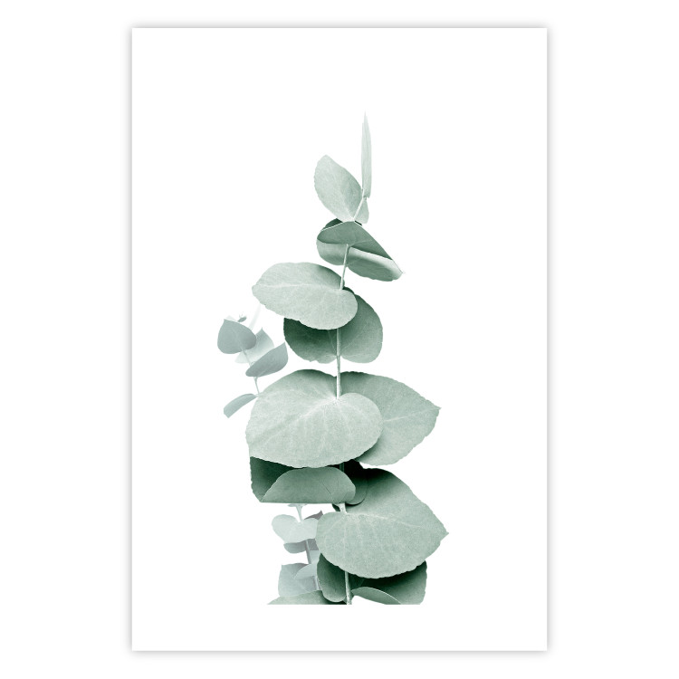 Plakat Eukaliptus - zielona gałązka rośliny na białym tle 146148 additionalImage 17