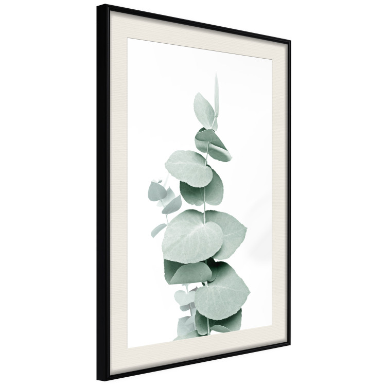 Plakat Eukaliptus - zielona gałązka rośliny na białym tle 146148 additionalImage 8