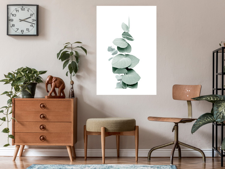 Plakat Eukaliptus - zielona gałązka rośliny na białym tle 146148 additionalImage 11