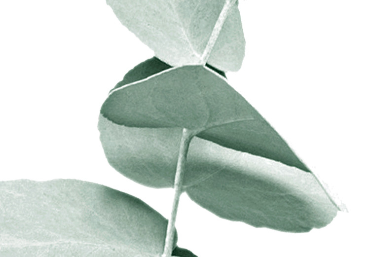 Plakat Eukaliptus - zielona gałązka rośliny na białym tle 146148 additionalImage 3