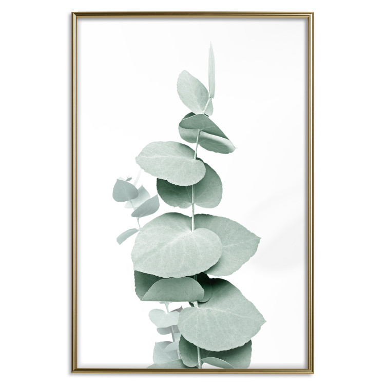 Plakat Eukaliptus - zielona gałązka rośliny na białym tle 146148 additionalImage 18