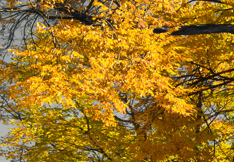 Obraz Jesień w parku (5-częściowy) szeroki złoty 122768 additionalImage 4