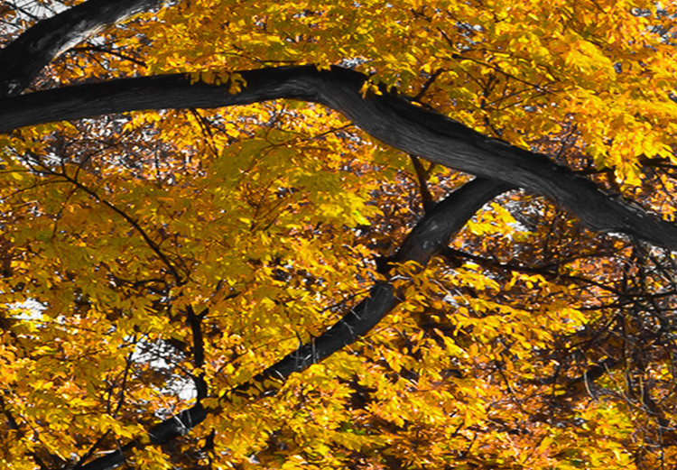 Obraz Jesień w parku (5-częściowy) szeroki złoty 122768 additionalImage 5