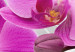 Obraz Abstrakcyjny ogród: Różowe storczyki 98098 additionalThumb 4