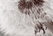 Obraz okrągły Rozdmuchane - zdjęcie rozwianego dmuchawca na szaro-beżowym tle 148609 additionalThumb 2