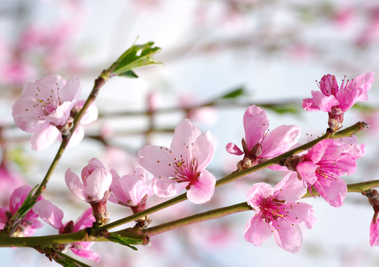 Fototapeta Kwiat kwitnącej wiśni - motyw japoński z kwiatami wiśni w centrum 60719
