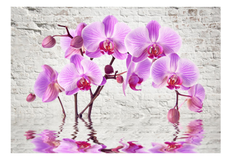 Fototapeta Fioletowy zachwyt - orchidee zanurzone w wodzie na tle białego muru 62019 additionalImage 1