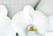 Obraz Turkusowa fala abstrakcji (5-częściowy) - kwiaty orchidei w blasku 96039 additionalThumb 5