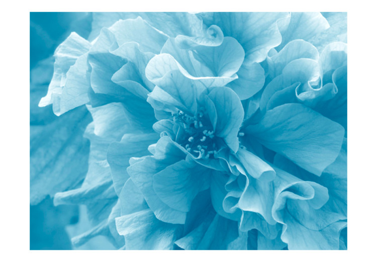 Fototapeta Niebieskie azalie - zbliżenie na płatki kwiatów w jasnych kolorach 60449 additionalImage 1
