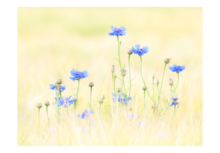 Fototapeta Chabry - łąka z niebieskich kwiatów na jasnym tle w stylu vintage 60459 additionalImage 1