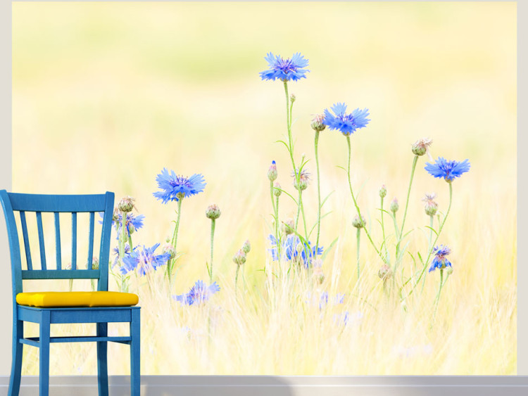 Fototapeta Chabry - łąka z niebieskich kwiatów na jasnym tle w stylu vintage 60459
